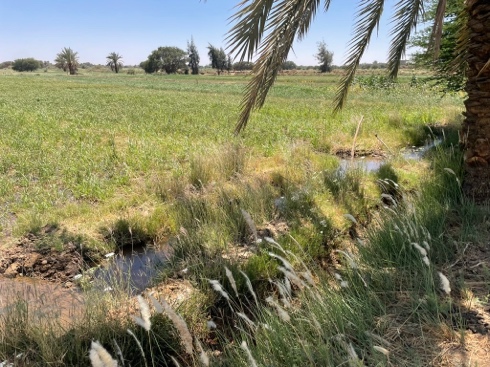 Farmland Maintenance (Dakhla)