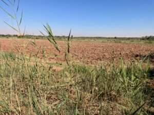 May 7–10 – Mushia