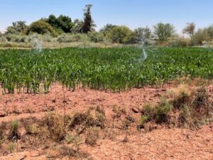 Farmland Maintenance
