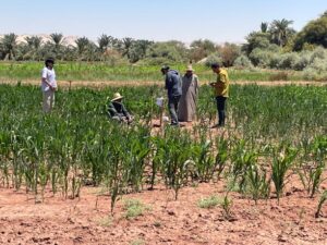 Farmland Maintenance