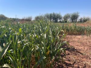 Farmland Maintenance (Dakhla) - Dakhla Survey Report (Aug 2026)