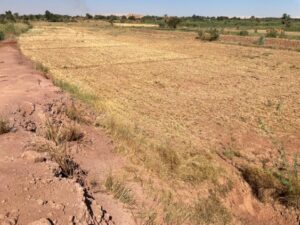 Farmland Maintenance (Dakhla) - Dakhla Survey Report (Aug 2026)